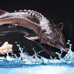 润兆西伯利亚鲟鱼500g